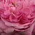 Różowy  - Róża portlandzka - Comte de Chambord